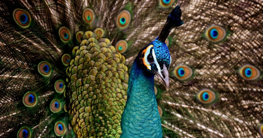 Peacock